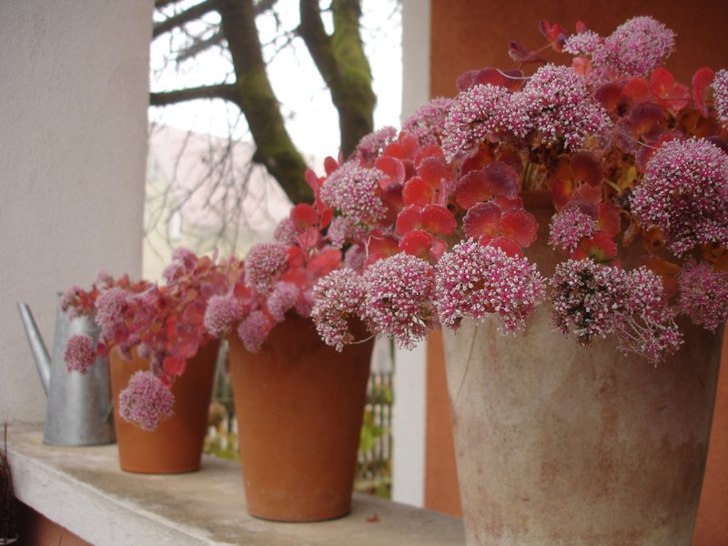 Delavnica NRW